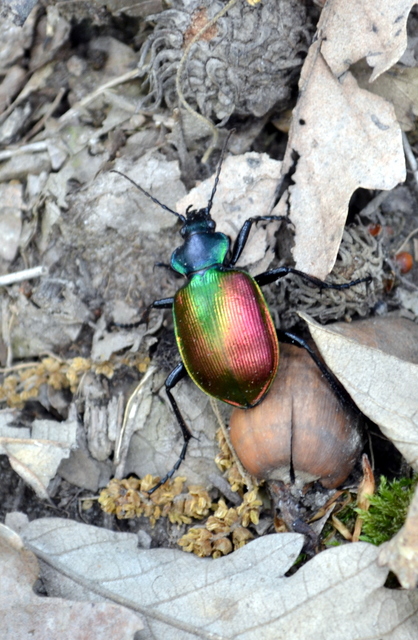 Calosoma sycophanta - aranyos bábrabló