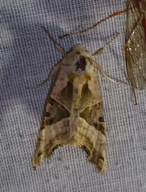 Phlogophora meticulosa - vándorló csipkésbagoly
