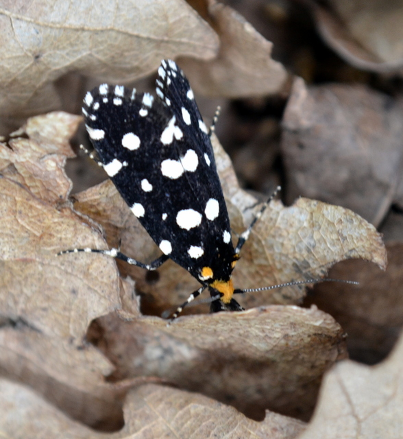 Euplocamus anthracinalis - fésűscsápú korhadékmoly