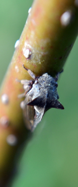 Centrotus cornutus - szarvaskabóca
