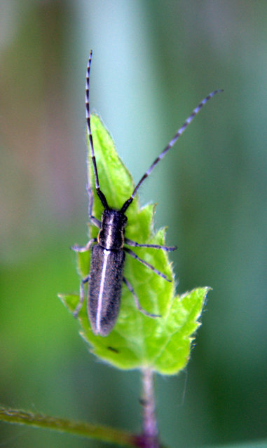 Agapanthia cardui - sávos bogáncscincér