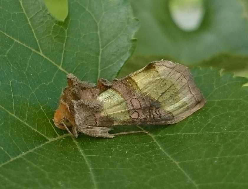 Diachrysia chrysitis - aranybagoly