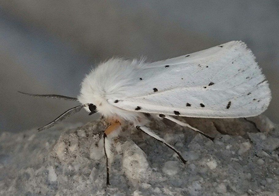 Spilosoma lubricipedum - tejszínű medvelepke