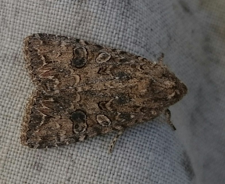 Hadula trifolii - lóherebagoly