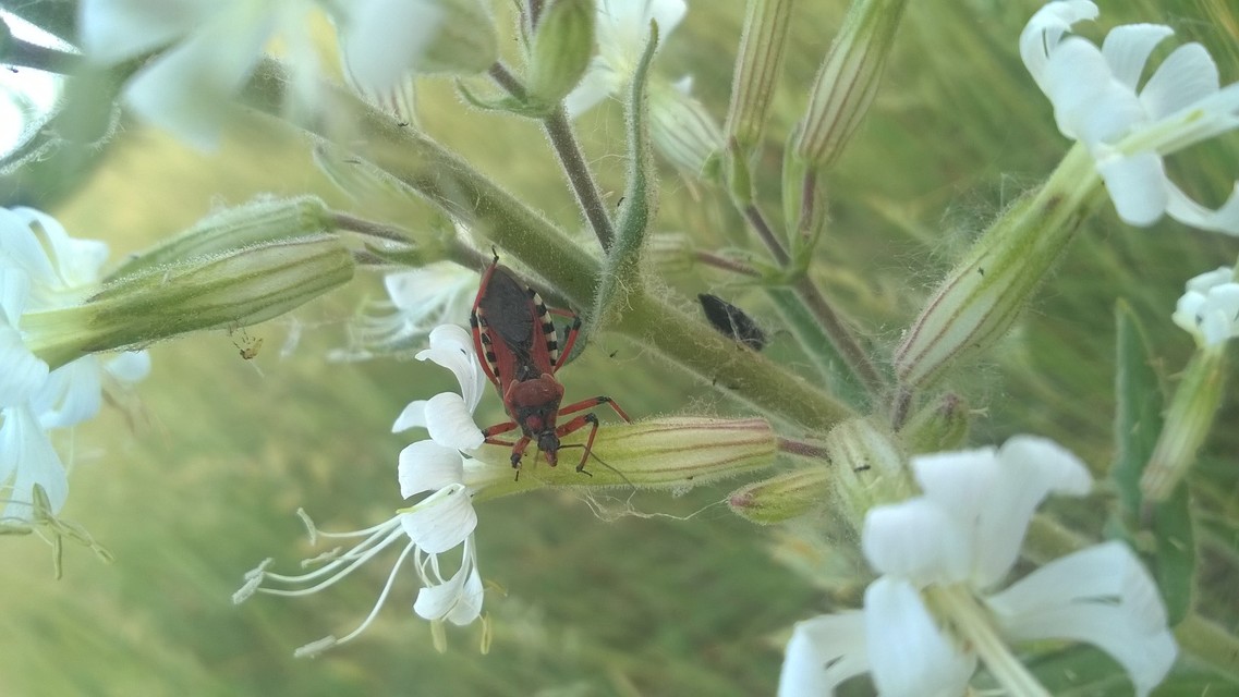 Rhynocoris iracundus - közönséges gyilkospoloska