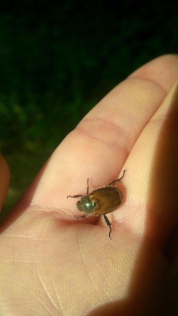 Phyllopertha horticola - kerti szipoly