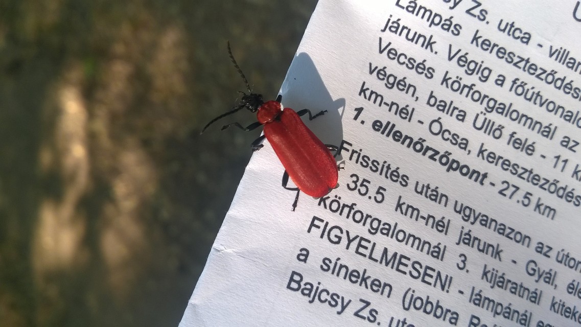 Pyrochroa coccinea - nagy bíborbogár