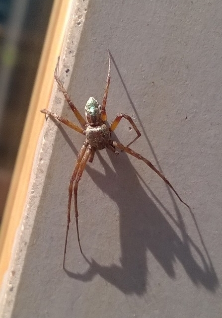 Philodromus aureolus - aranyos fürgekarolópók