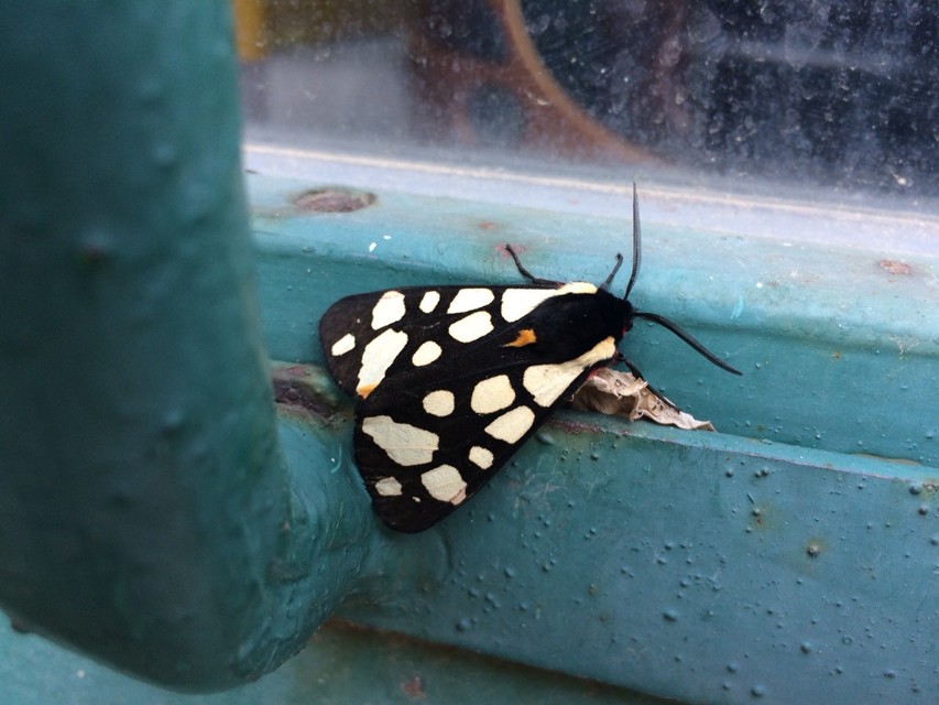 Arctia villica - fekete medvelepke