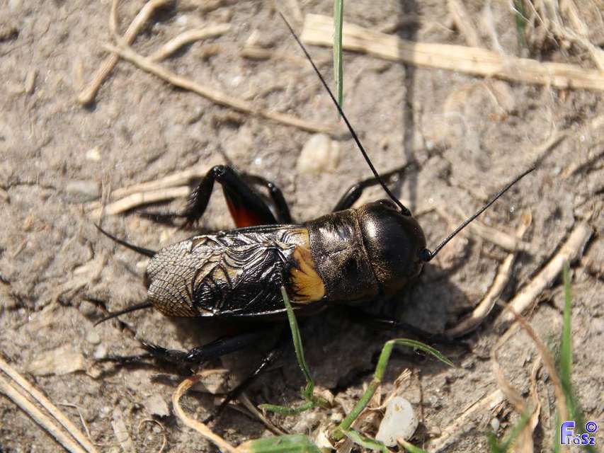 Gryllus campestris - mezei tücsök