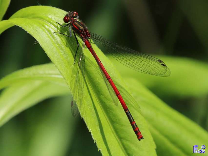 Pyrrhosoma nymphula
