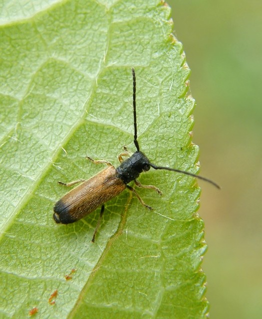 Tetrops praeustus - közönséges négyszeműcincér