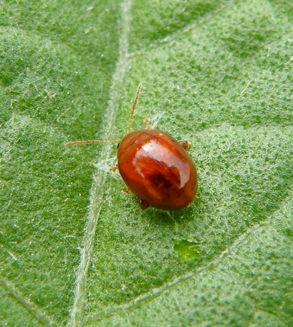 Sphaeroderma testaceum - tojásdad bogáncs-földibolha