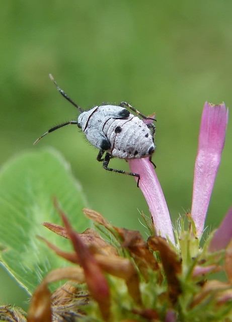 Deraeocoris
