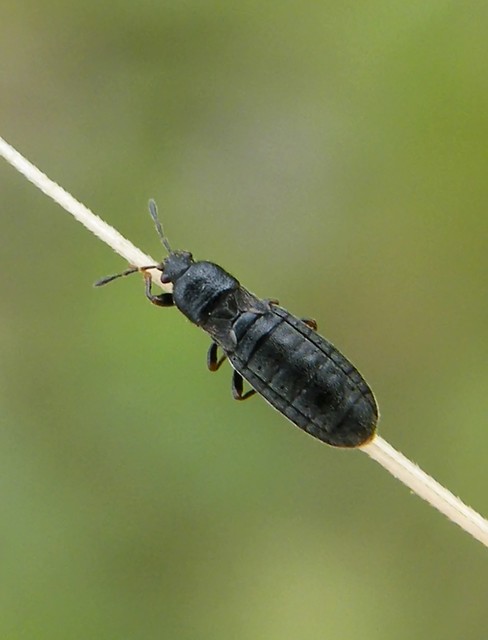 Dimorphopterus spinolae - közönséges karcsúbodobács