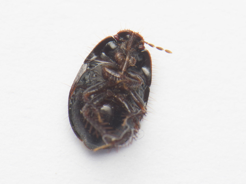 Microporus nigrita - homoki földipoloska Microporus nigrita - homoki földipoloska