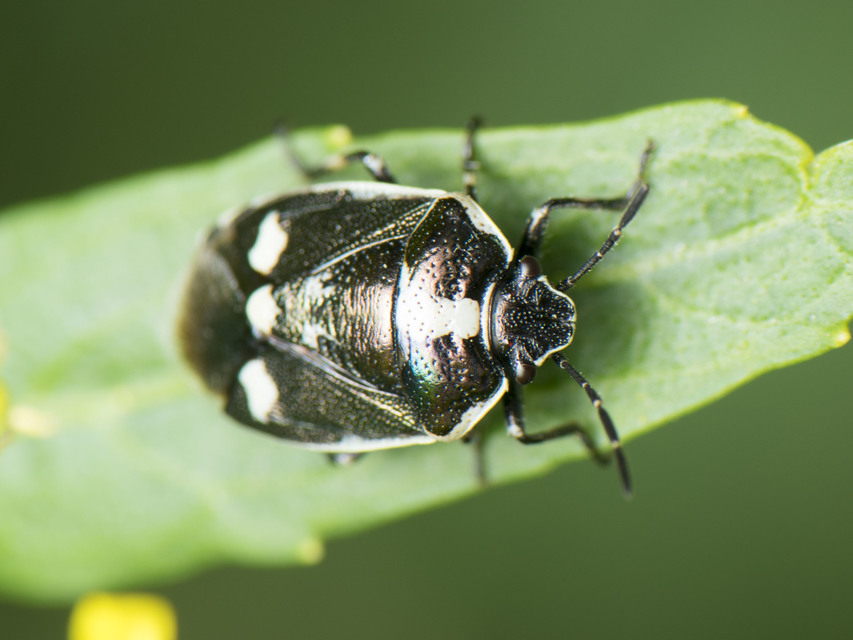 Eurydema oleracea - paréjpoloska Eurydema oleracea - paréjpoloska