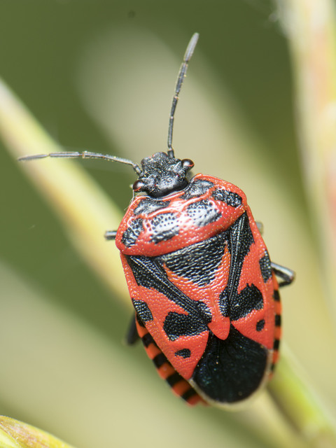 Eurydema ventralis - káposztapoloska Eurydema ventralis - káposztapoloska