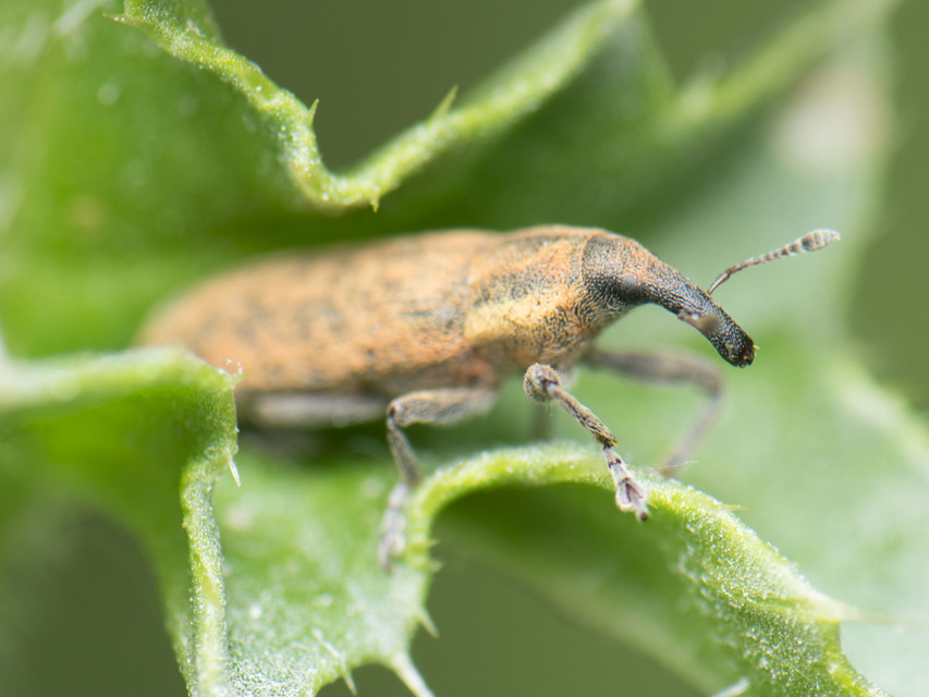 Lixus
