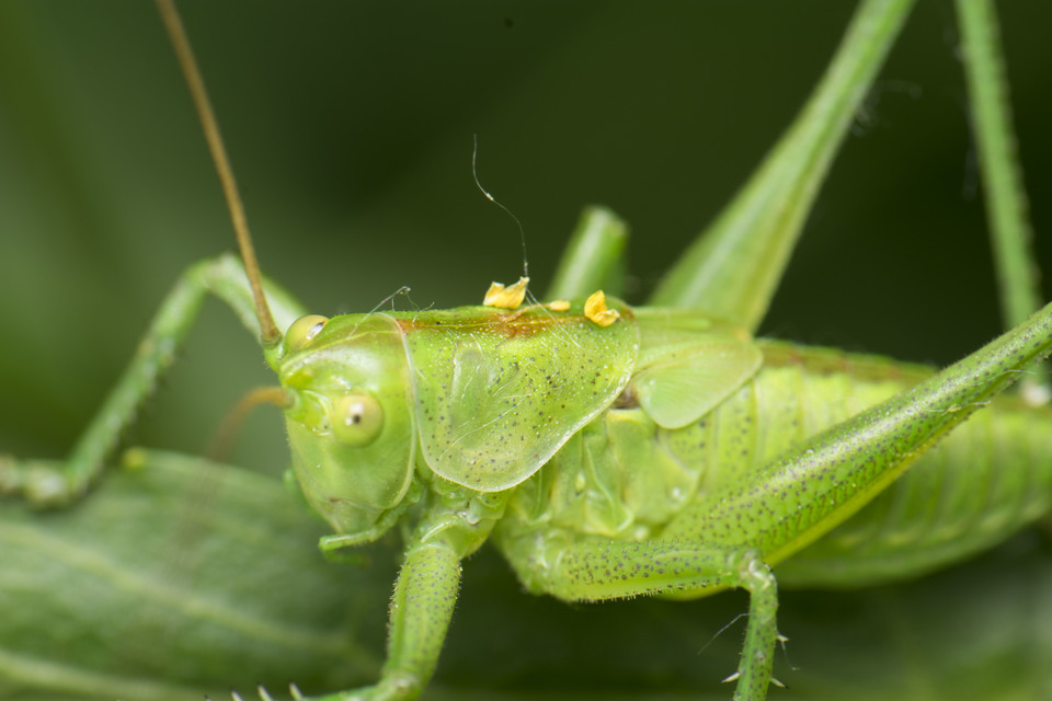 Tettigonia viridissima - zöld lombszöcske