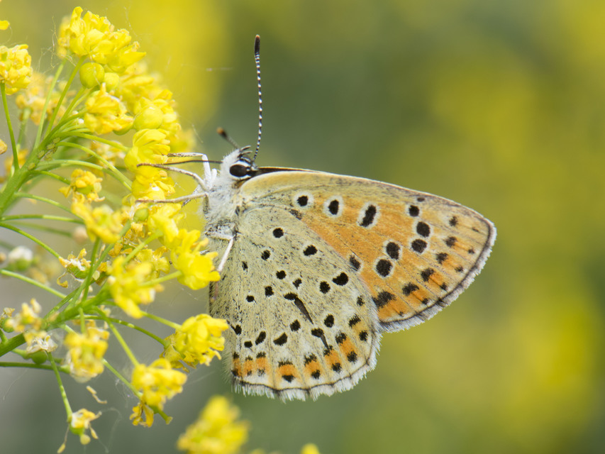 Lycaena tityrus - barna tűzlepke