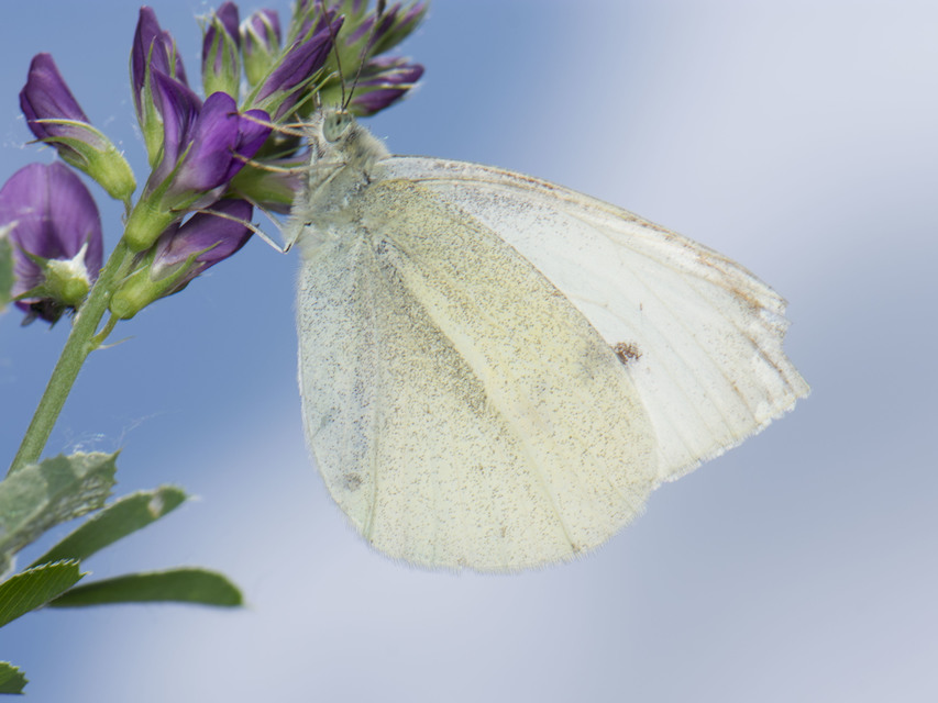 Pieris rapae - répalepke