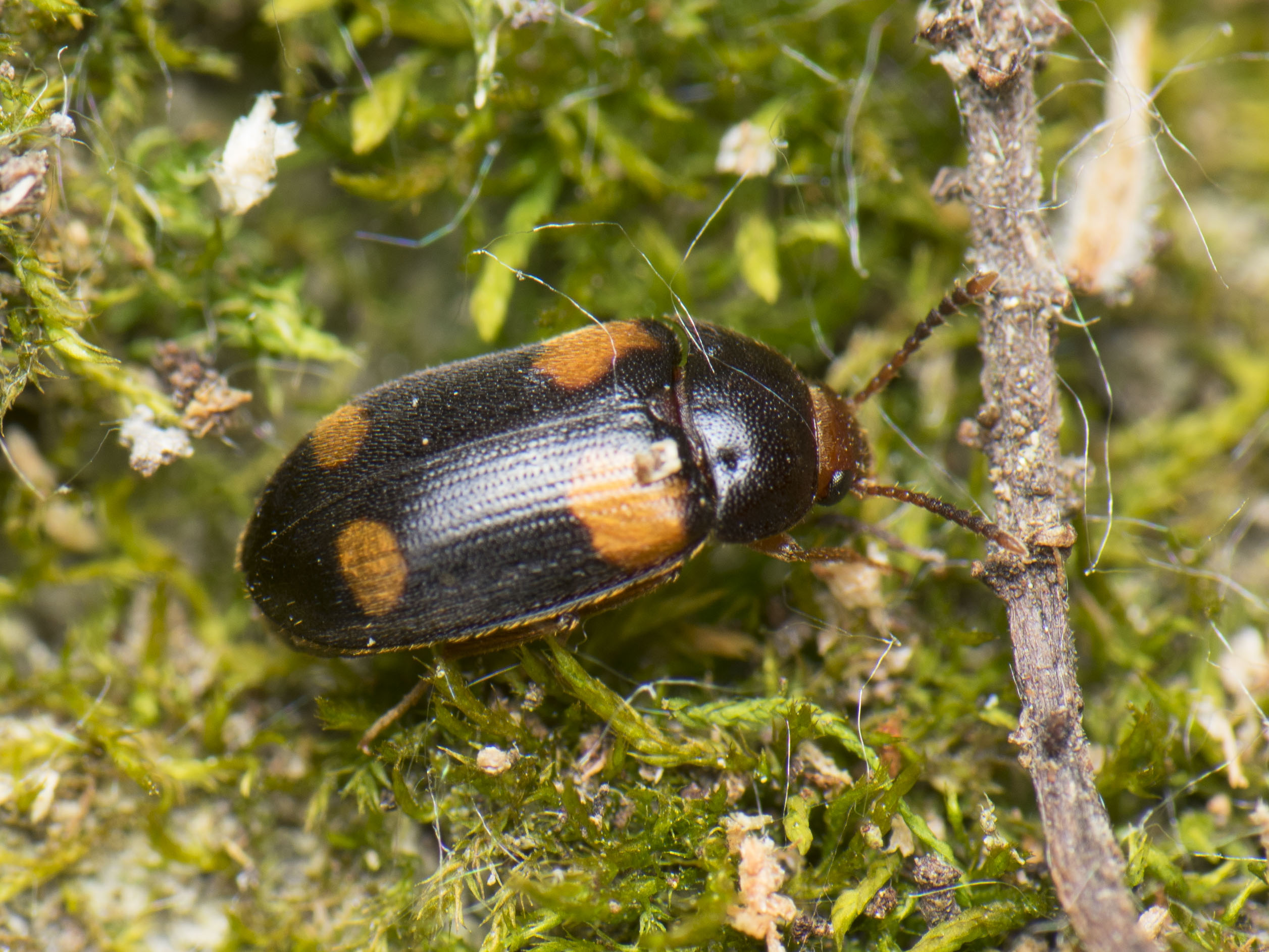 Mycetophagus quadripustulatus - négyfoltos gombabogár