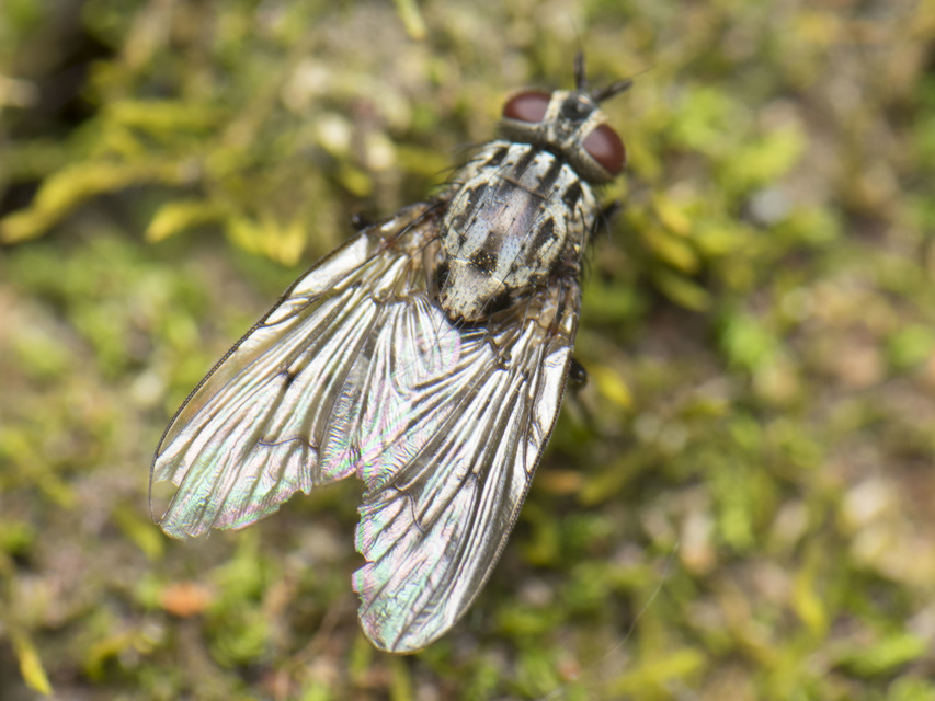 Muscidae - igazi legyek