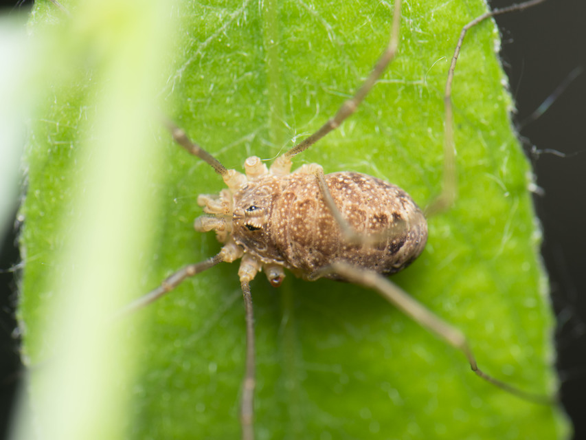 Rilaena triangularis