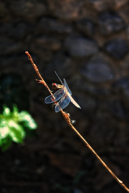 Libellula depressa - széles laposacsa