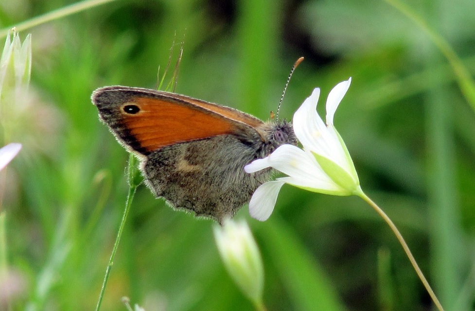 Coenonympha pamphilus - kis szénalepke