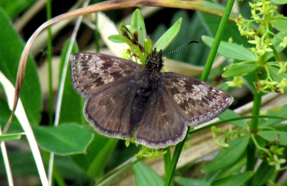 Erynnis tages - cigánylepke