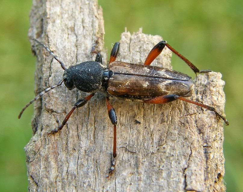 Xylotrechus rusticus - egérszínű darázscincér