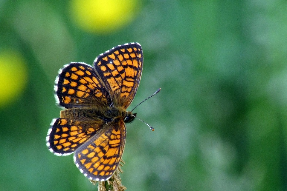 Melitaea athalia - közönséges tarkalepke