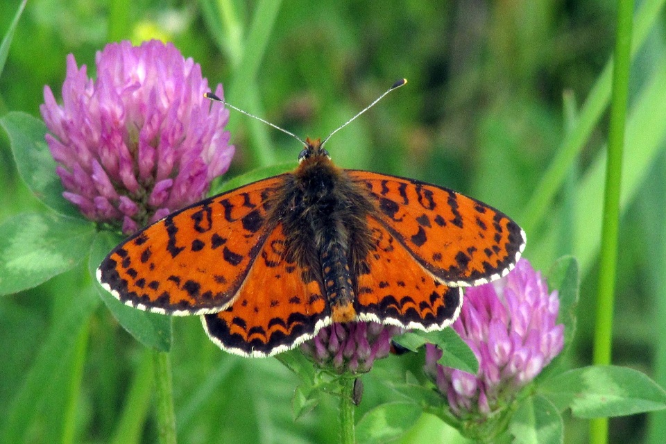Melitaea didyma - tüzes tarkalepke