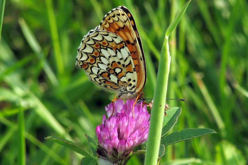 Melitaea phoebe - nagy tarkalepke