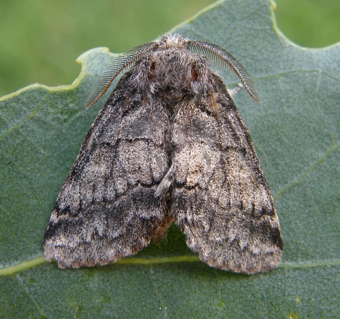 Gluphisia crenata - kormos púposszövő