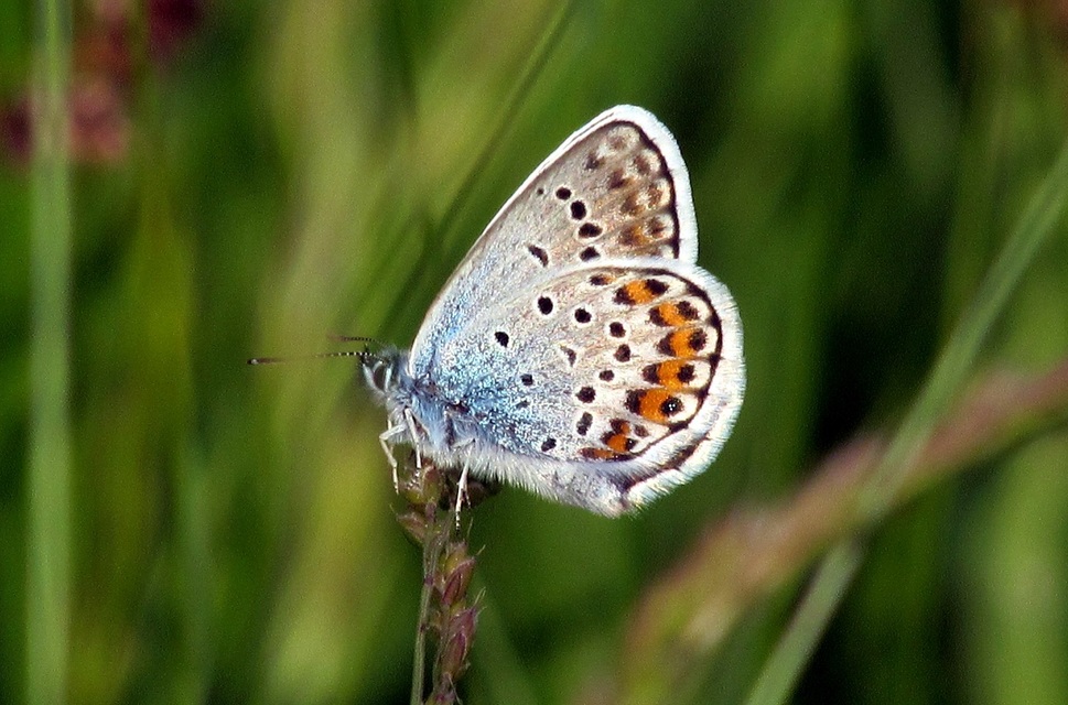 Plebejus argus - ezüstös boglárka