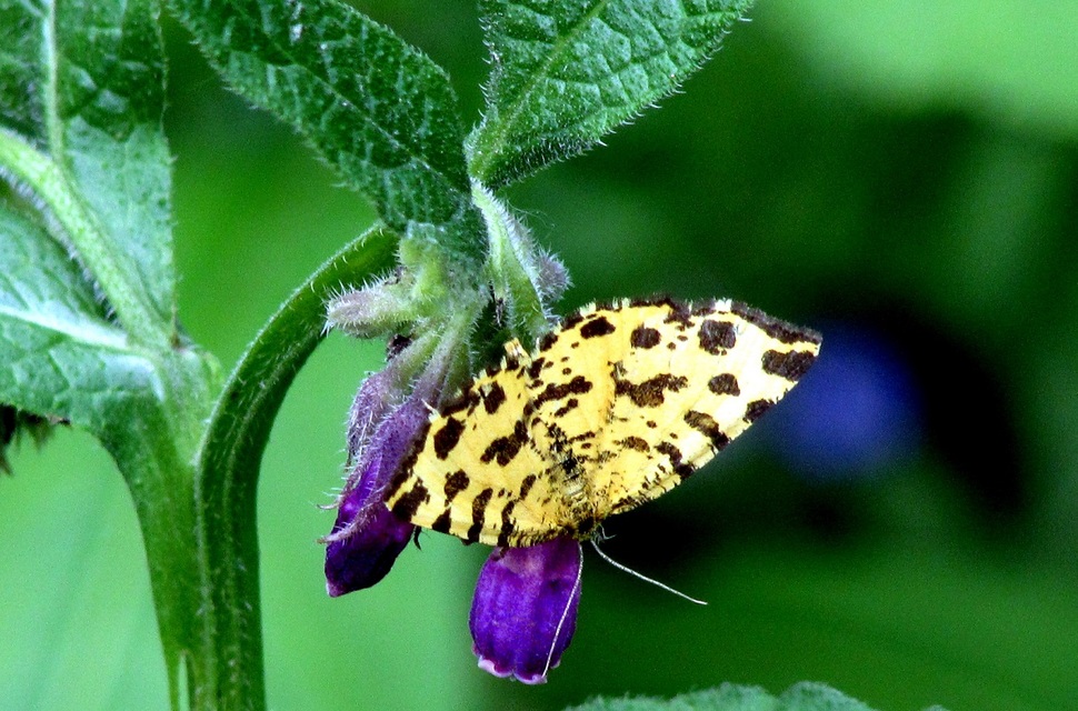Pseudopanthera macularia - párducfoltos araszoló