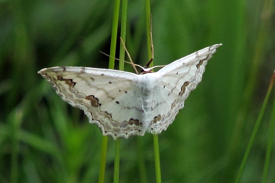 Scopula ornata - díszes fehéraraszoló