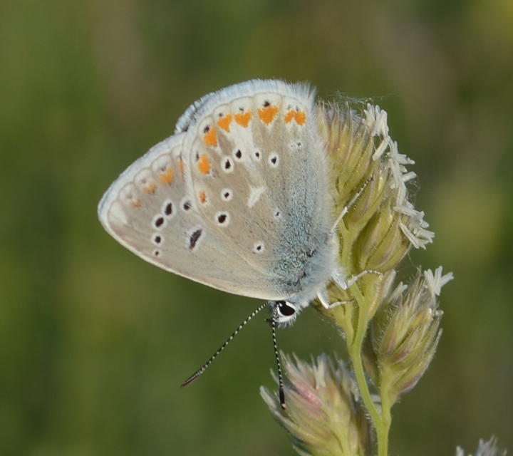 Polyommatus dorylas - fénylő boglárka