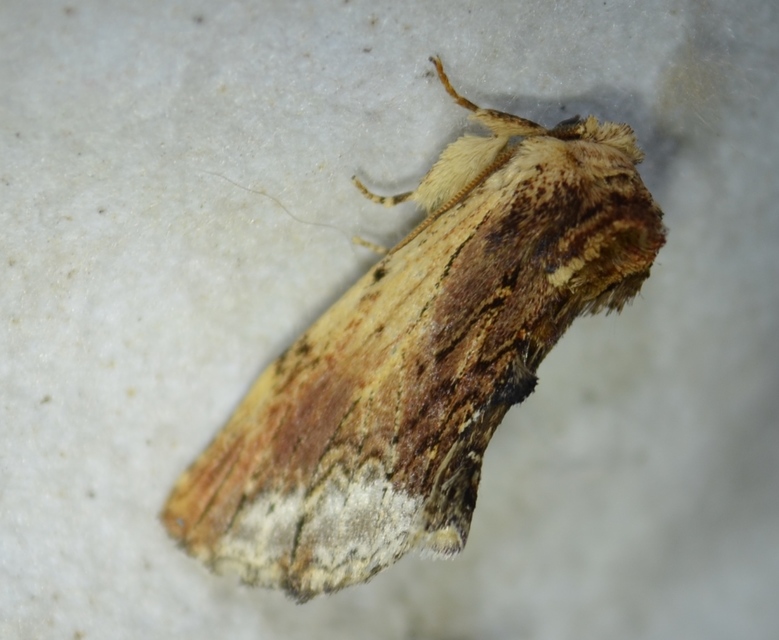 Ptilodon cucullina - csuklyás púposszövő
