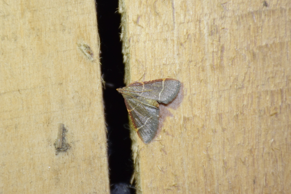 Hypsopygia glaucinalis - rezes fényilonca