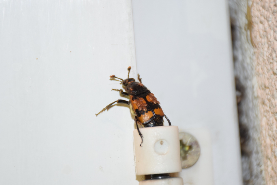 Nicrophorus vespillo - közönséges temetőbogár