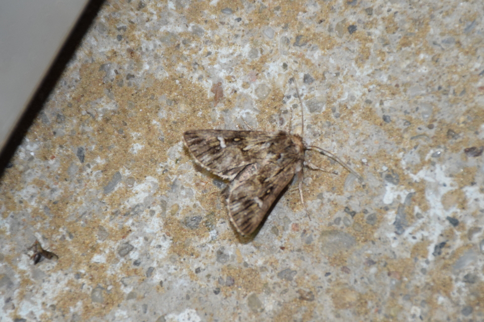 Calophasia lunula - gyújtoványfű-apróbagoly