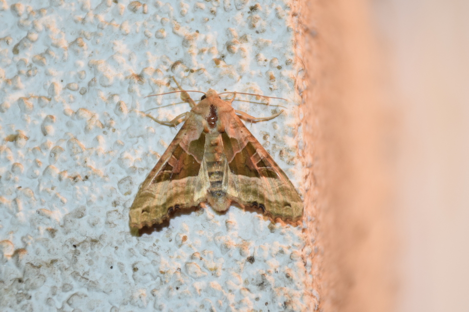 Phlogophora meticulosa - vándorló csipkésbagoly