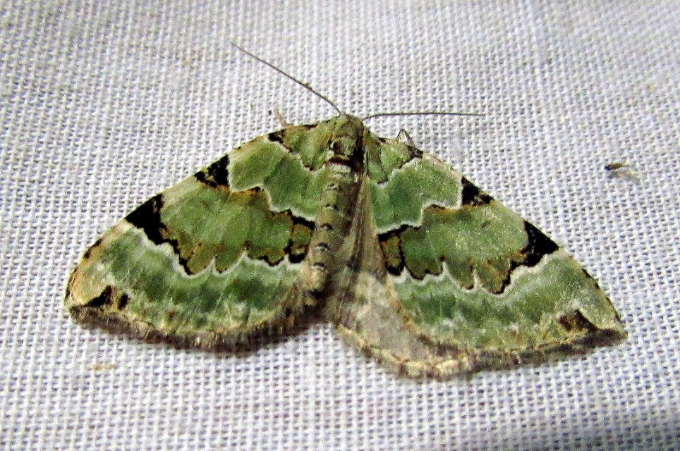 Colostygia pectinataria - zöld levélaraszoló