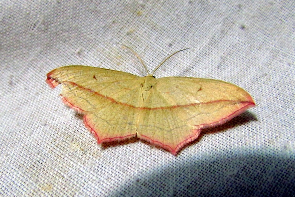 Timandra comae - piroscsíkos csipkésaraszoló