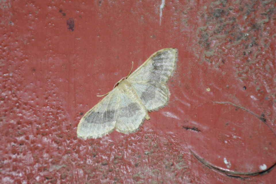 Idaea aversata - nagy sávosaraszoló
