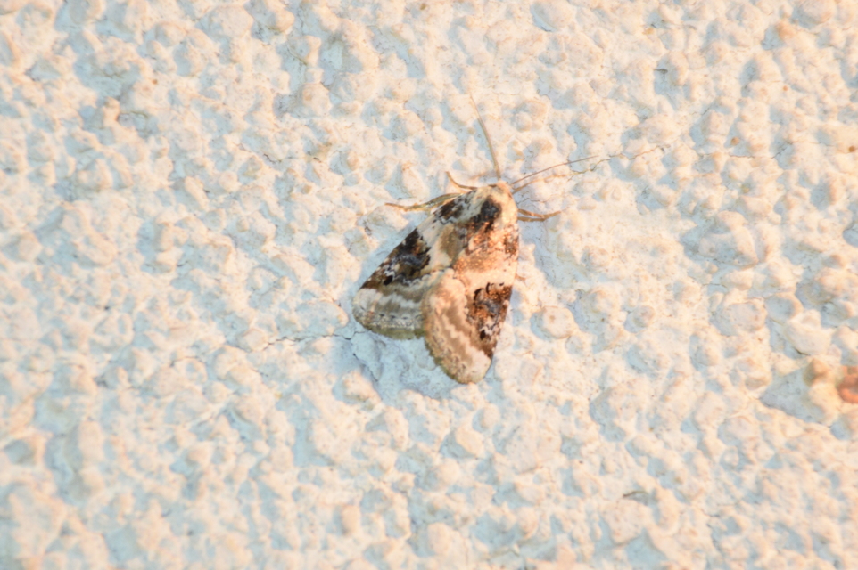 Pseudeustrotia candidula - fehéres apróbagoly